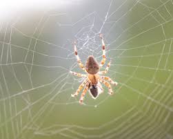 Web Spiders Software