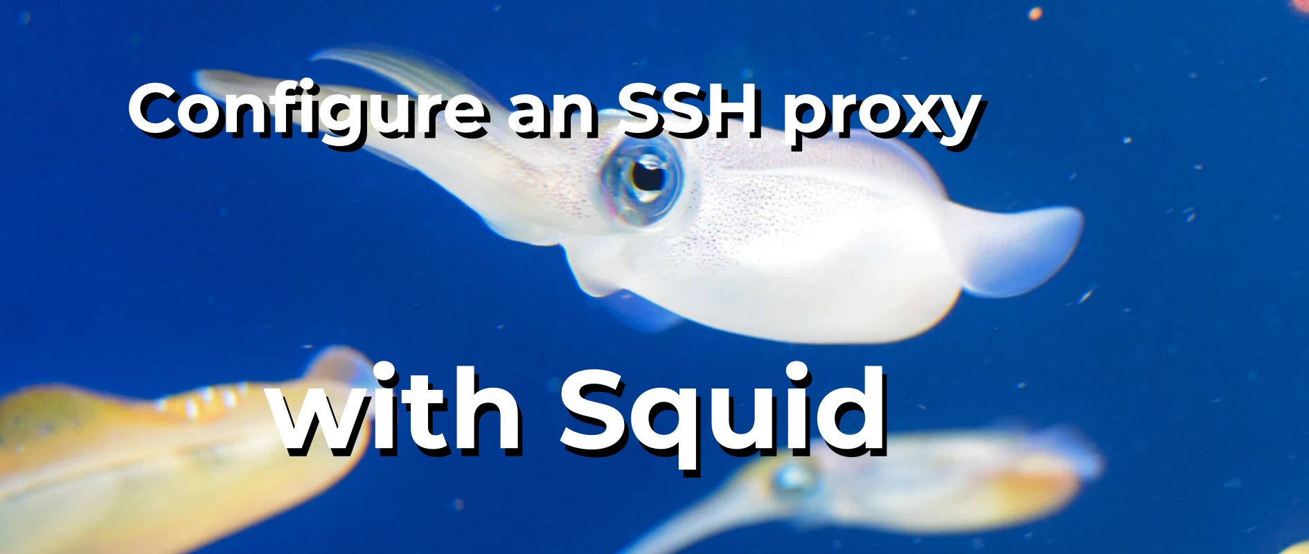 Squid open proxy servers list - Spys.one